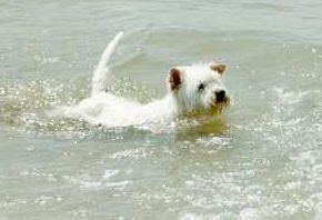 fido_vlny[1].jpg