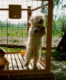 Fido v kleci 1[1].jpg