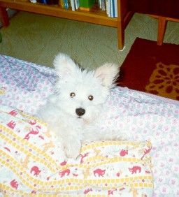 Fido 7[1].jpg