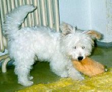 fido doma1[1].jpg