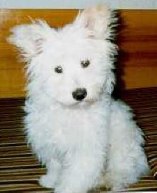 fido prvne doma[1].jpg