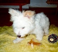 Fido_3[1].jpg